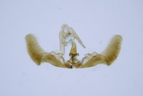 Epiblema hepaticana